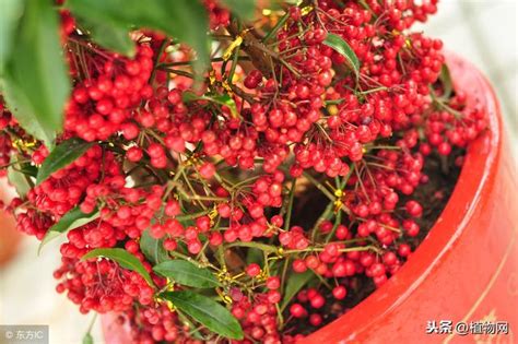 富貴子寓意|養盆「富貴子」，寓意「富貴吉祥」，紅紅火火一整年